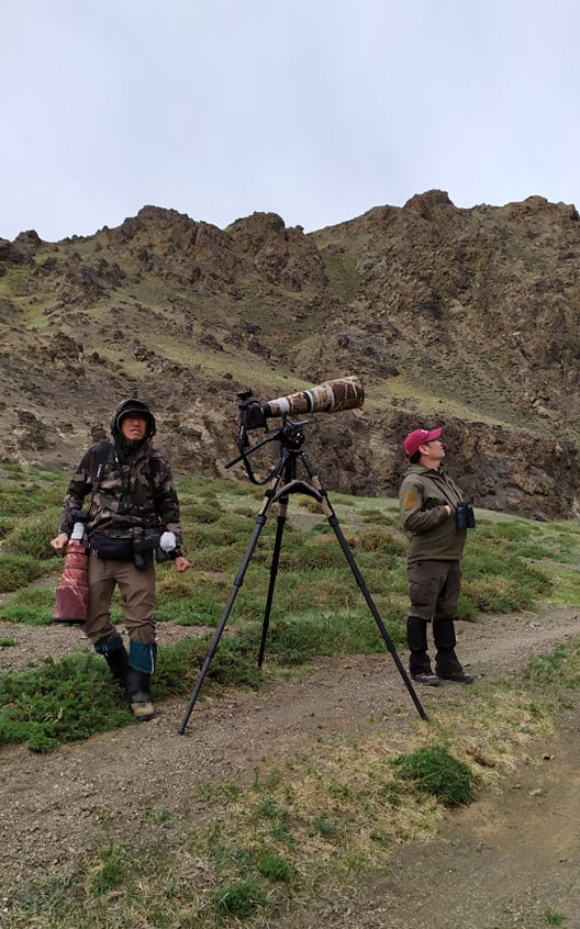 mongolia birding 